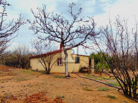 Finca con cultivo de avellano y casa de campo – La Selva del Camp (Tarragona)