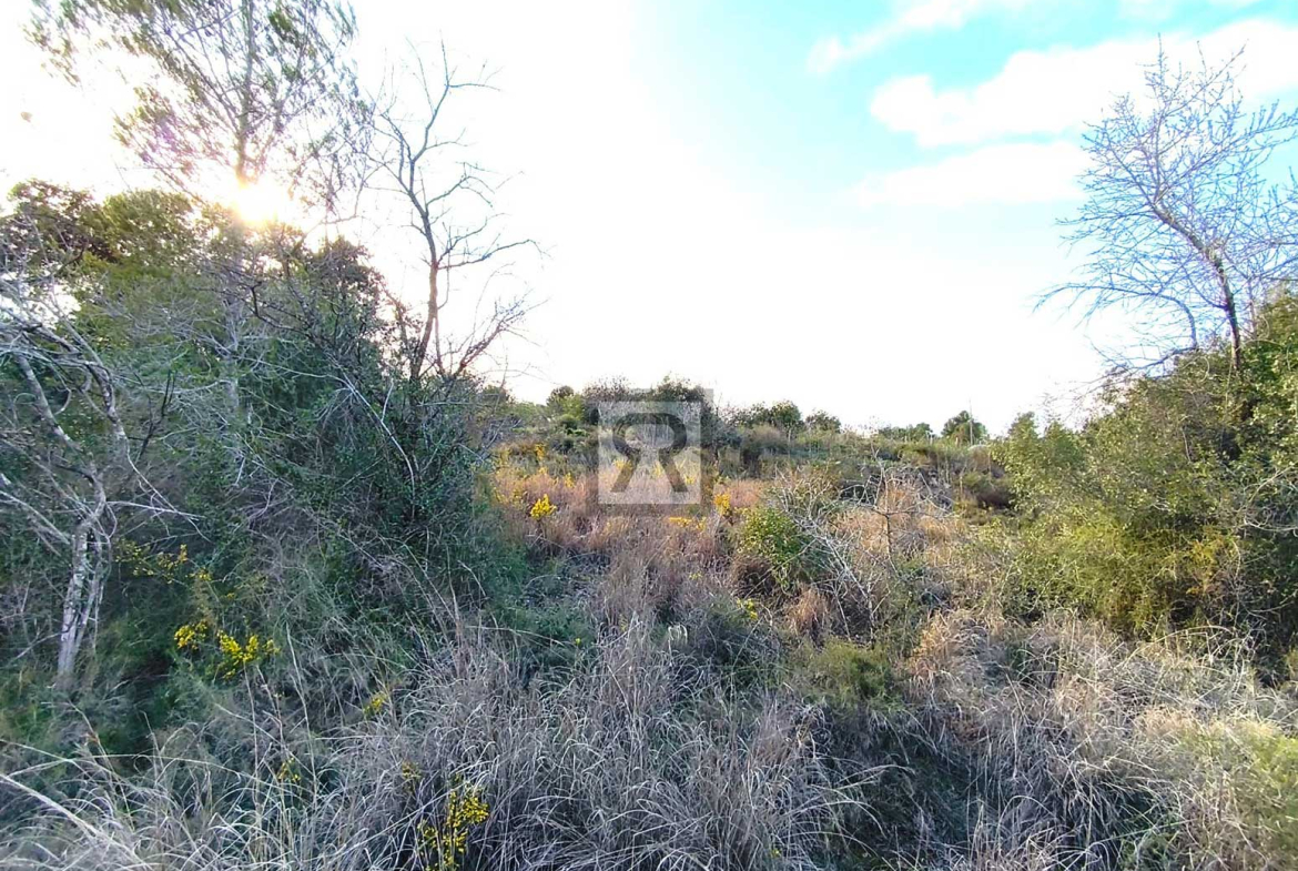 Parcela rústica de 1600m² para recreo | Vallmoll (Tarragona) - Árboles frutales