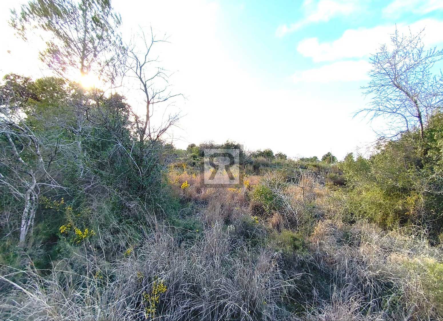 Parcela rústica de 1600m² para recreo | Vallmoll (Tarragona) - Árboles frutales