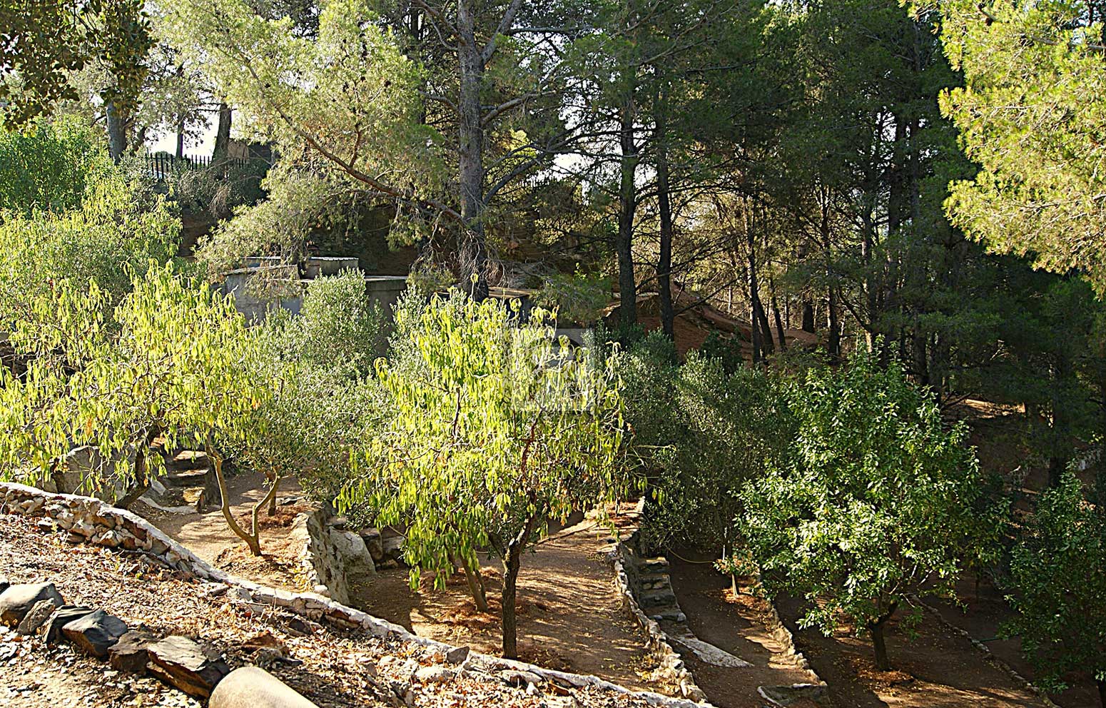 Finca de 5000m² con masía en montaña y con agua – La Selva del Camp (Tarragona) | Olivos Finca de 5000m² con masía en montaña y con agua - La Selva del Camp (Tarragona) | Olivos