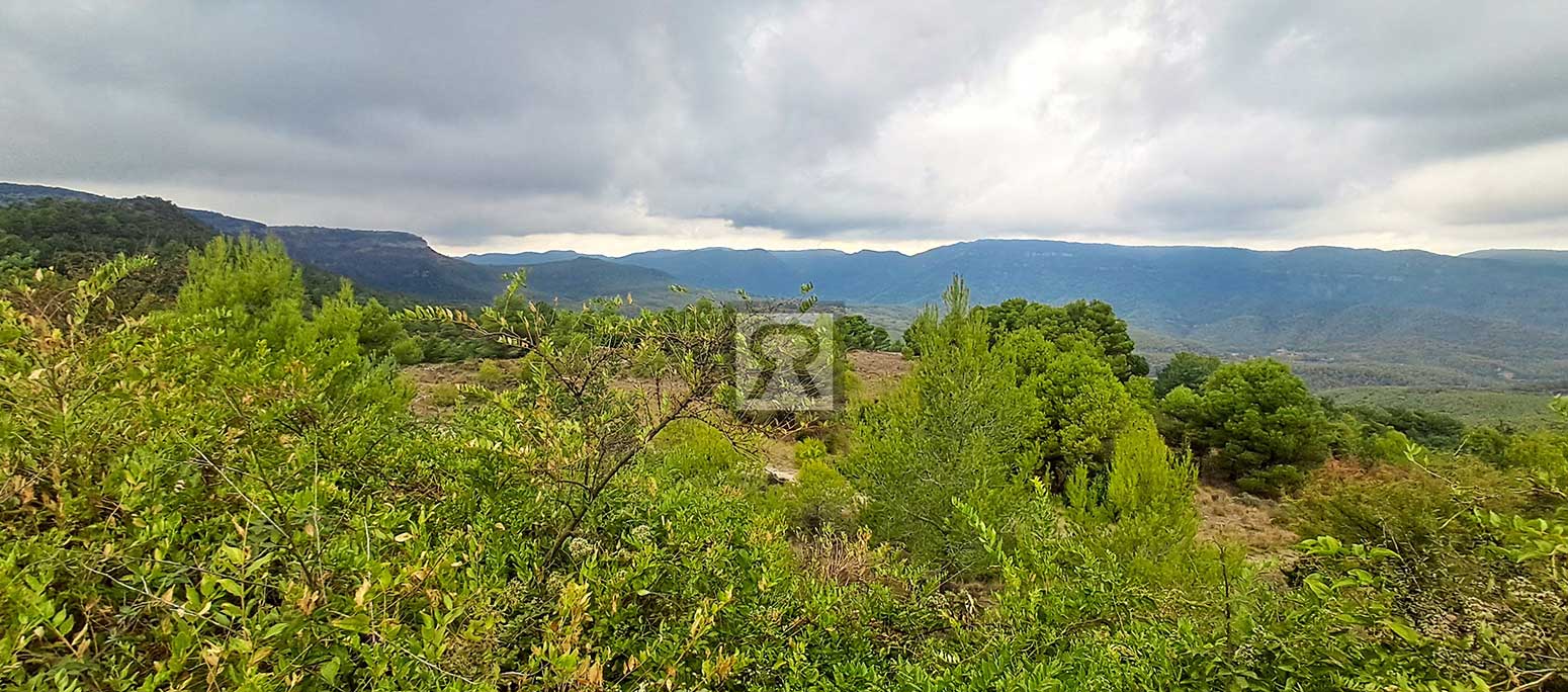 Finca rústica forestal de 1.8ha cerca del pueblo – Mont-ral (Tarragona) | Asociación cazadora Finca rústica forestal de 1.8ha cerca del pueblo - Mont-ral (Tarragona) | Asociación cazadora