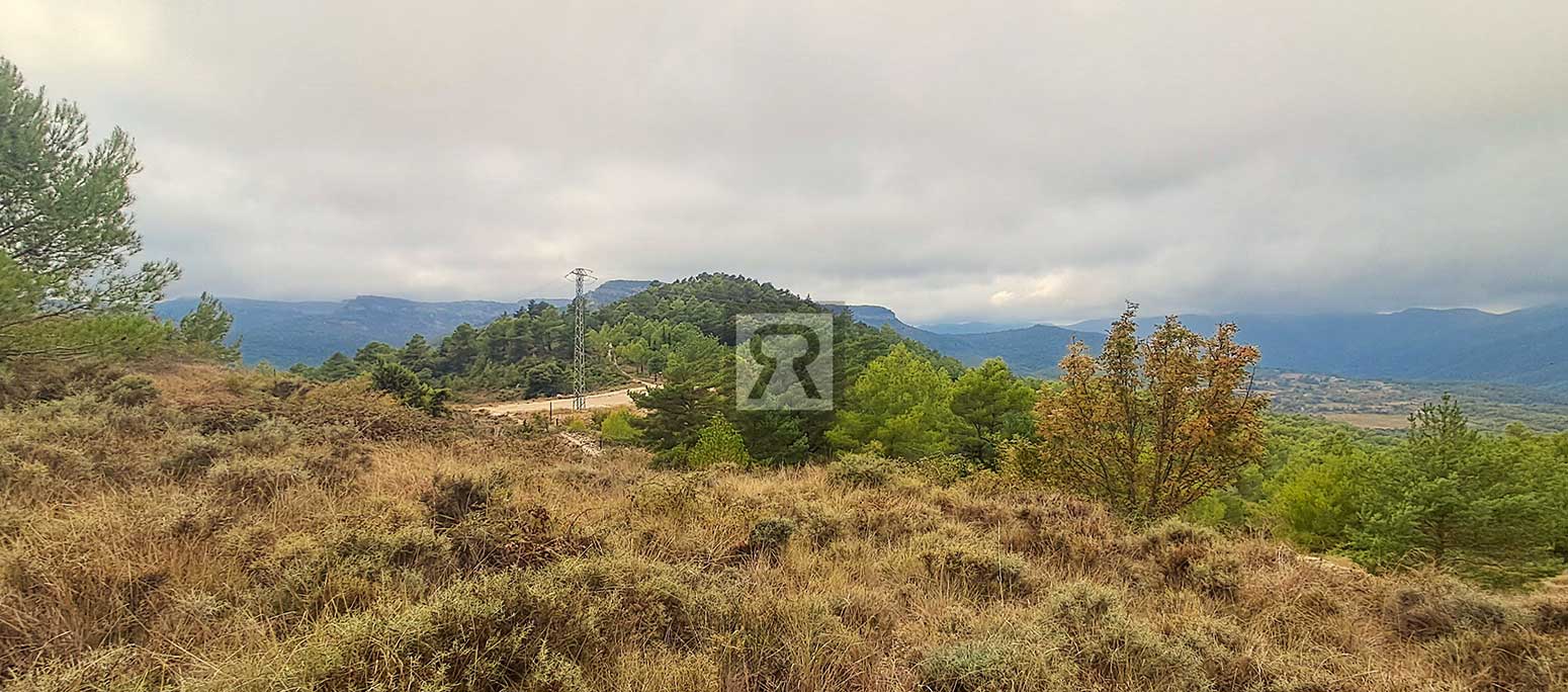 Finca rústica forestal de 1.8ha cerca del pueblo – Mont-ral (Tarragona) | Bajo bosque Finca rústica forestal de 1.8ha cerca del pueblo - Mont-ral (Tarragona) | Bajo bosque