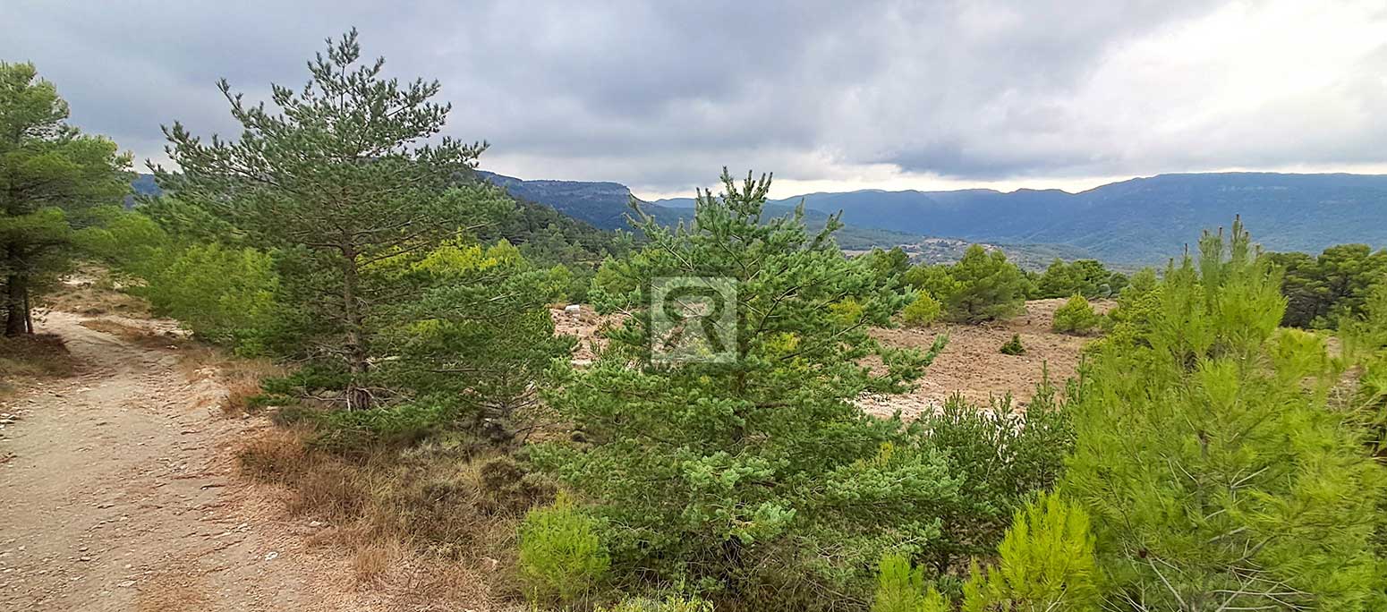 Finca rústica forestal de 1.8ha cerca del pueblo – Mont-ral (Tarragona) | Buen acceso Finca rústica forestal de 1.8ha cerca del pueblo - Mont-ral (Tarragona) | Buen acceso
