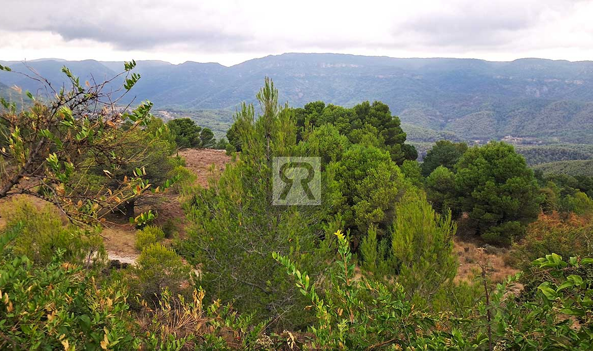 Finca rústica forestal de 1.8ha cerca del pueblo - Mont-ral (Tarragona) | Cazar