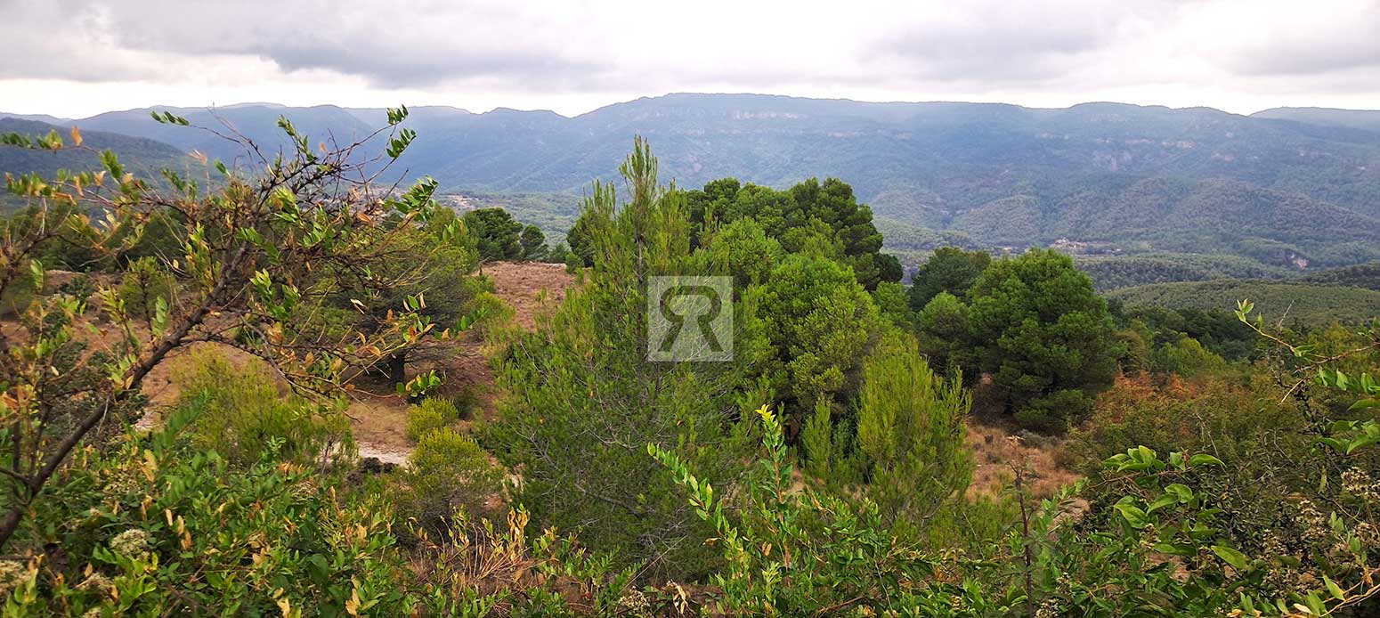 Finca rústica forestal de 1.8ha cerca del pueblo – Mont-ral (Tarragona) | Cazar Finca rústica forestal de 1.8ha cerca del pueblo - Mont-ral (Tarragona) | Cazar