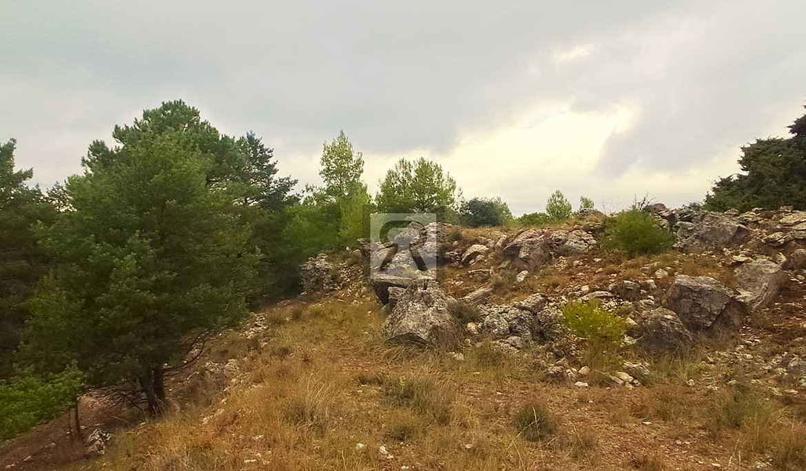 Finca rústica forestal de 1.8ha cerca del pueblo - Mont-ral (Tarragona) | Pino