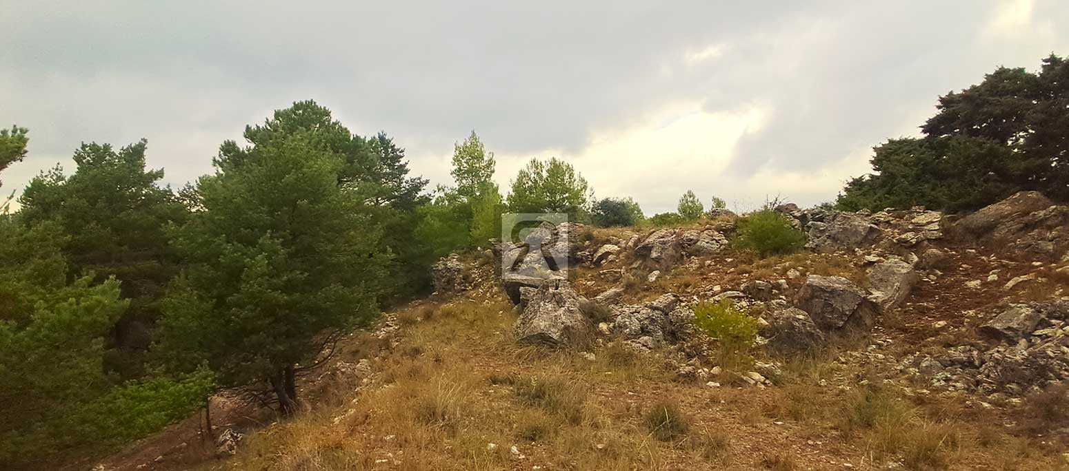 Finca rústica forestal de 1.8ha cerca del pueblo – Mont-ral (Tarragona) | Pino Finca rústica forestal de 1.8ha cerca del pueblo - Mont-ral (Tarragona) | Pino