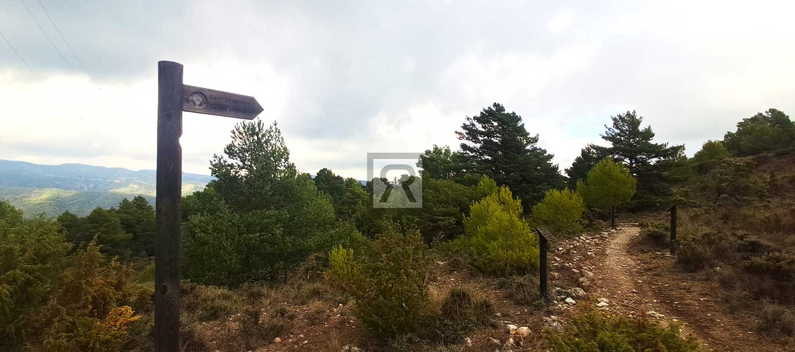 Finca rústica forestal de 1.8ha cerca del pueblo – Mont-ral (Tarragona) | Rutas con bici Finca rústica forestal de 1.8ha cerca del pueblo - Mont-ral (Tarragona) | Rutas con bici