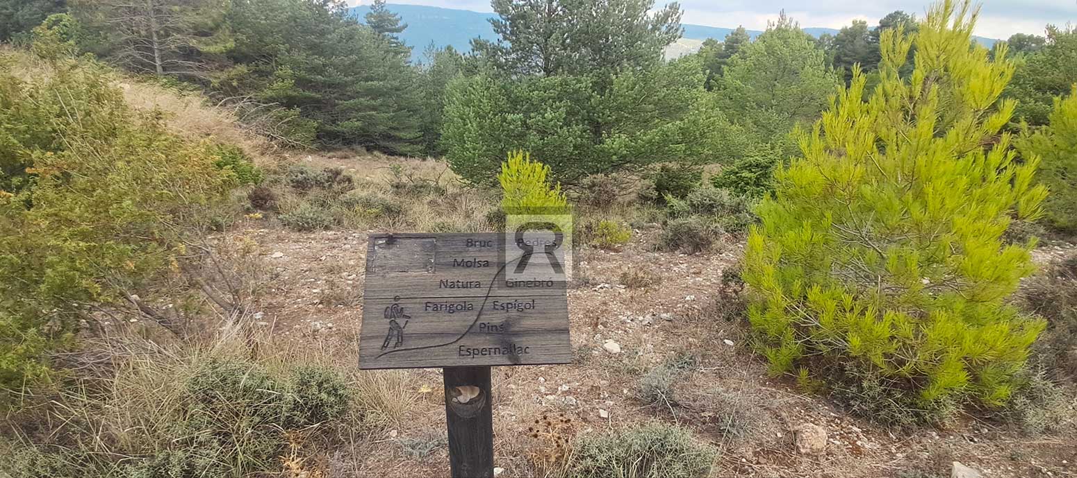 Finca rústica forestal de 1.8ha cerca del pueblo – Mont-ral (Tarragona) | Rutas senderismo Finca rústica forestal de 1.8ha cerca del pueblo - Mont-ral (Tarragona) | Rutas senderismo