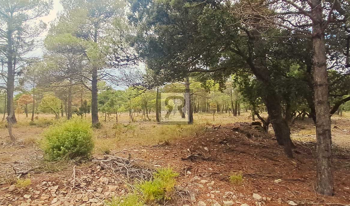 Finca rústica forestal de 20ha cerca de la carretera - Mont-ral (Tarragona) | Bajo bosque