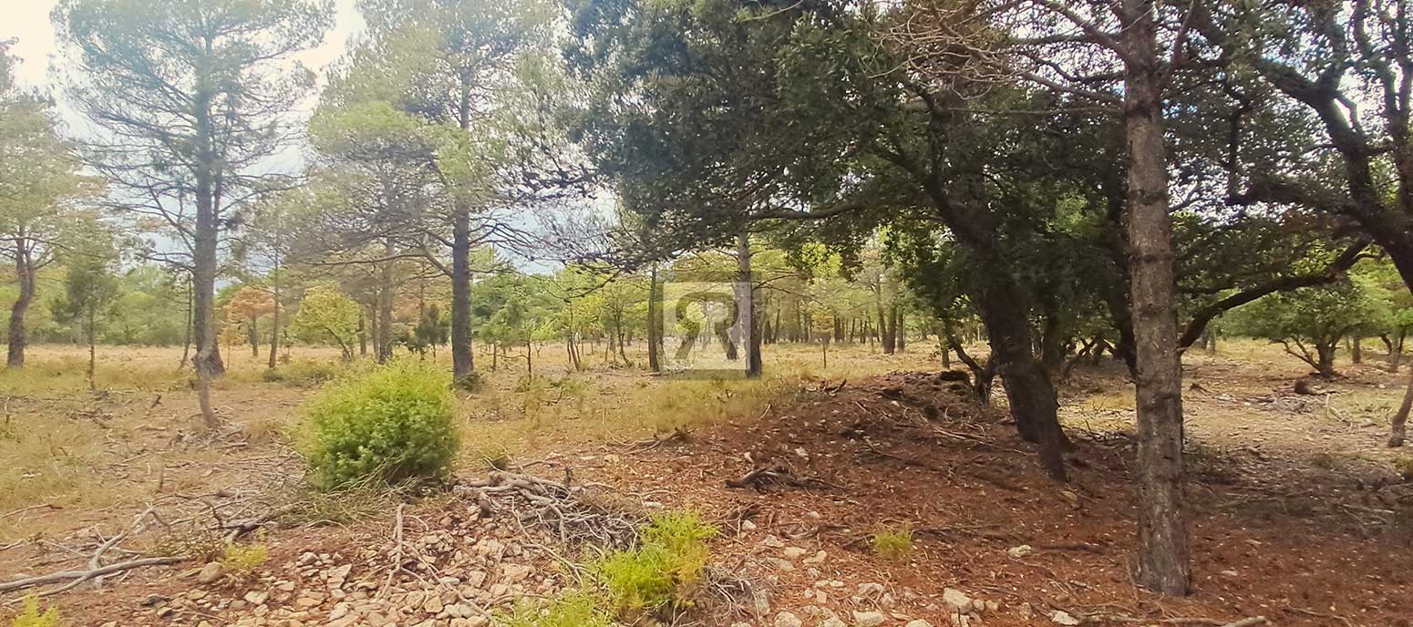 Finca rústica forestal de 20ha cerca de la carretera - Mont-ral (Tarragona) | Bajo bosque