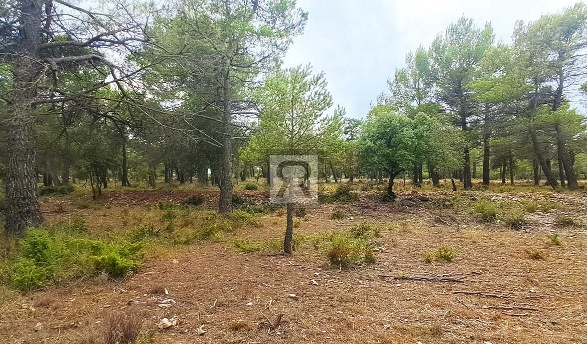 Finca rústica forestal de 20ha cerca de la carretera - Mont-ral (Tarragona) | Encinar