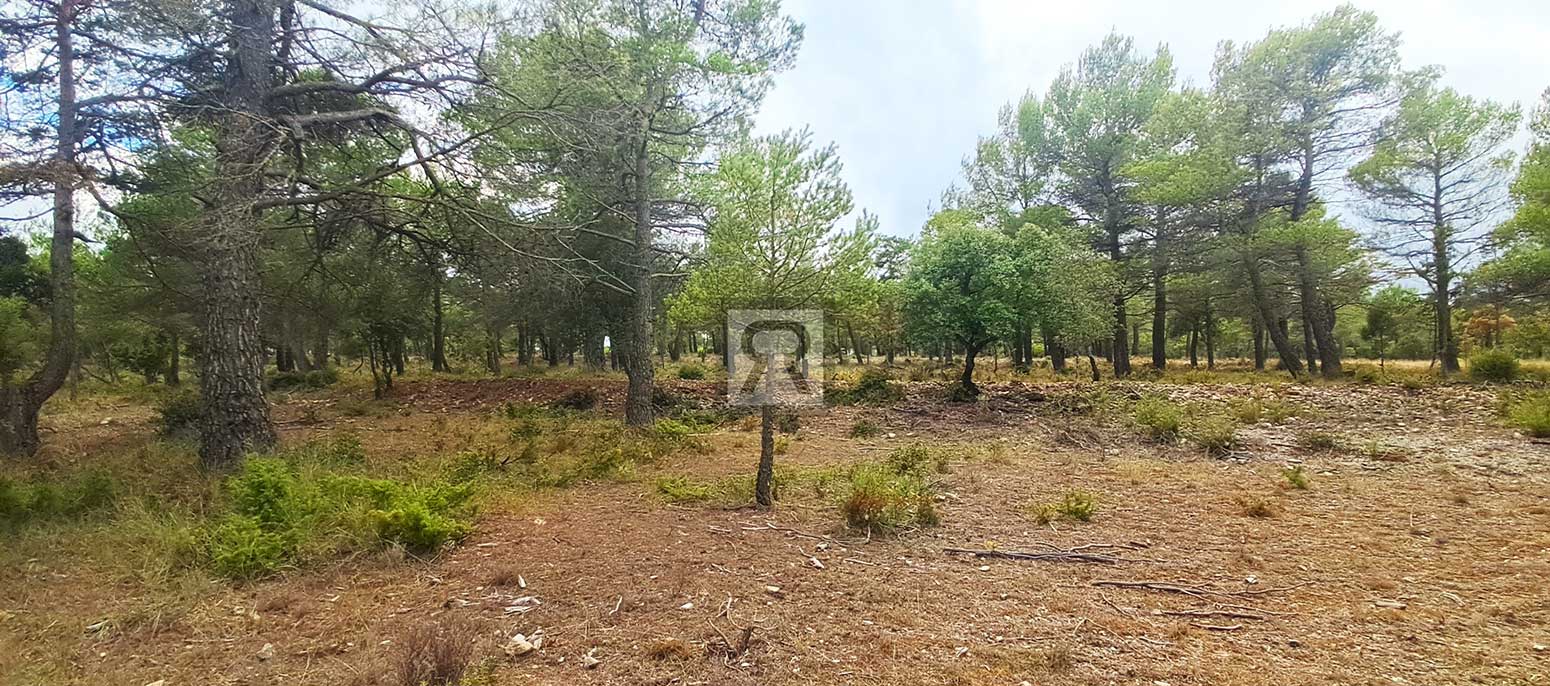 Finca rústica forestal de 20ha cerca de la carretera - Mont-ral (Tarragona) | Encinar