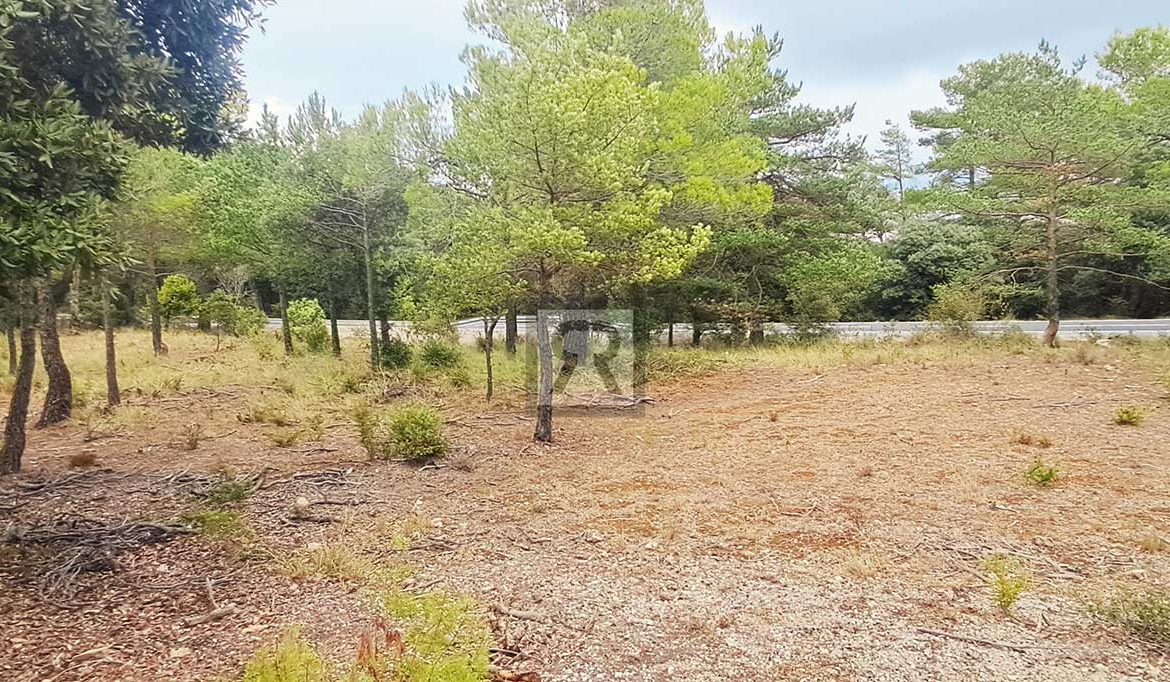 Finca rústica forestal de 20ha cerca de la carretera - Mont-ral (Tarragona) | Setas