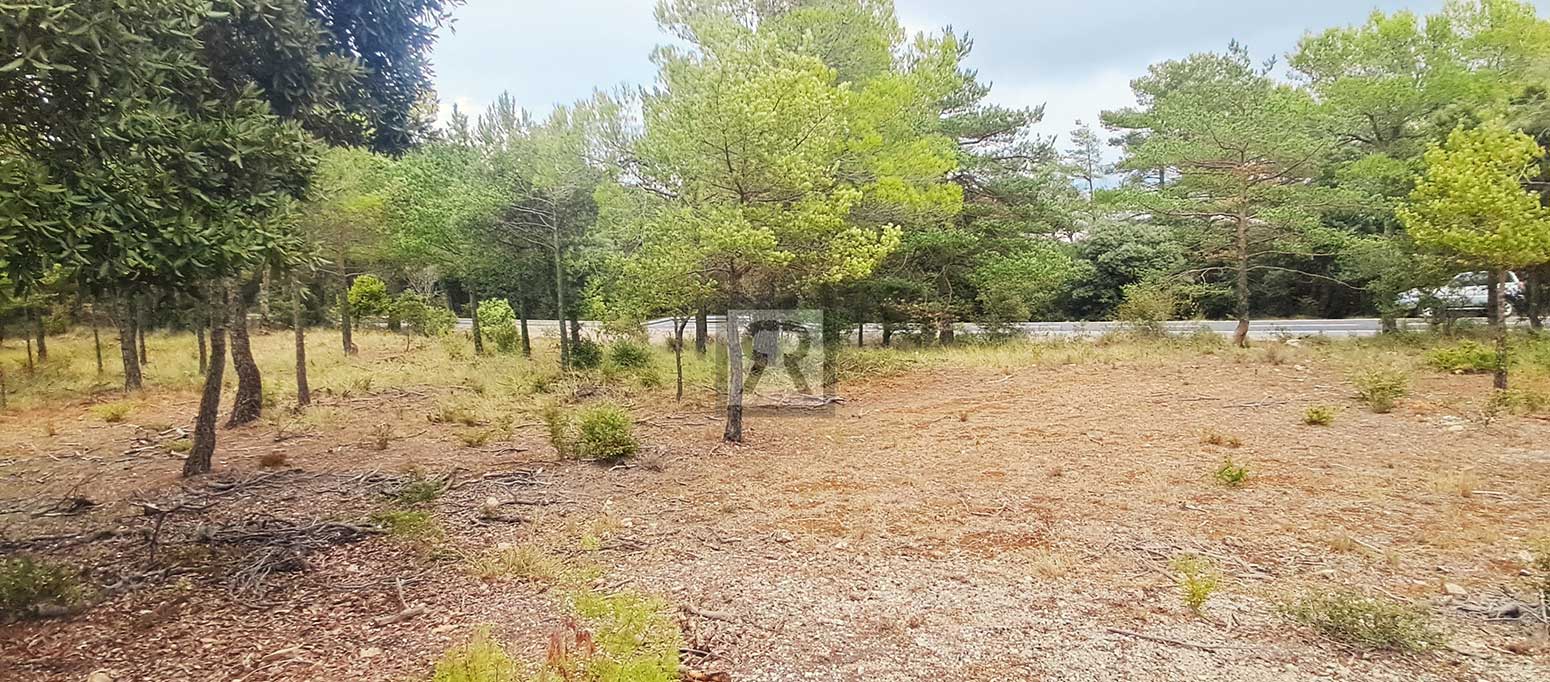 Finca rústica forestal de 20ha cerca de la carretera - Mont-ral (Tarragona) | Setas