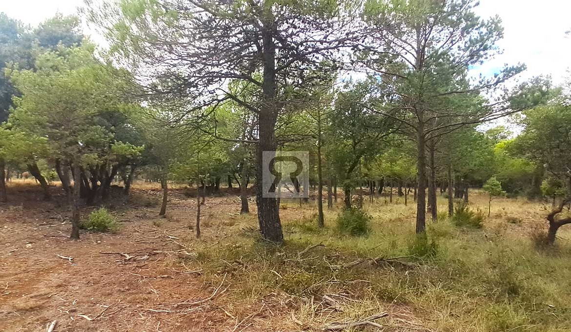 Finca rústica forestal de 20ha cerca de la carretera - Mont-ral (Tarragona) | Roble