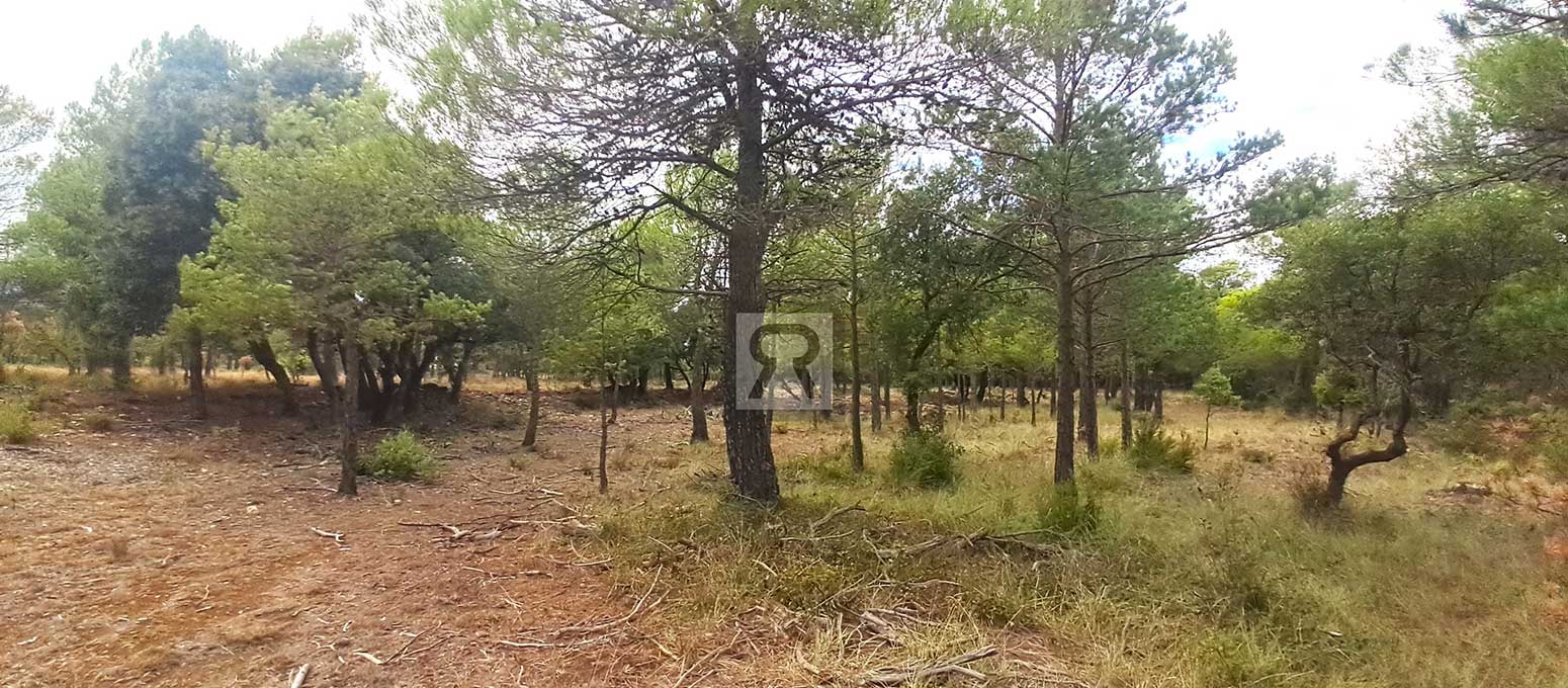 Finca rústica forestal de 20ha cerca de la carretera - Mont-ral (Tarragona) | Roble